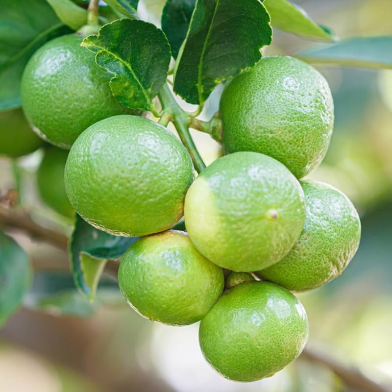 Key Lime Tree Bush Plant – 1-2 Ft Tall | Key Lime Bush for Garden, Sweet Fruit
