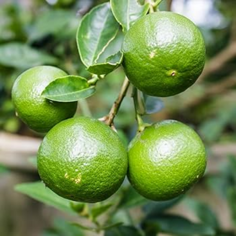 Key Lime Tree Bush Plant – 1-2 Ft Tall | Key Lime Bush for Garden, Sweet Fruit