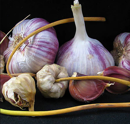 Chesnok Red Garlic Bulbs for Planting - High Yields, Non-GMO, Suitable for Home Gardening Vegetable
