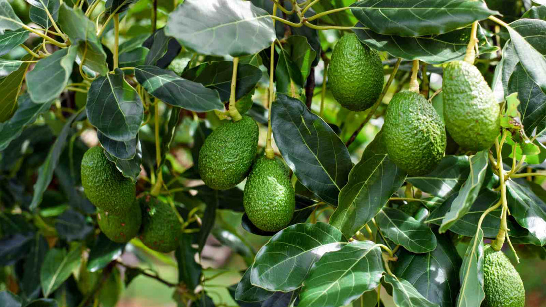 Leaves Aren’t Just for Looks! The Secret Benefits of Avocado Tree Leaves🥑🍃