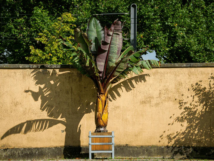 Tiny Roots, Big Impact: Understanding the Fascinating World of Dwarf Tree Root