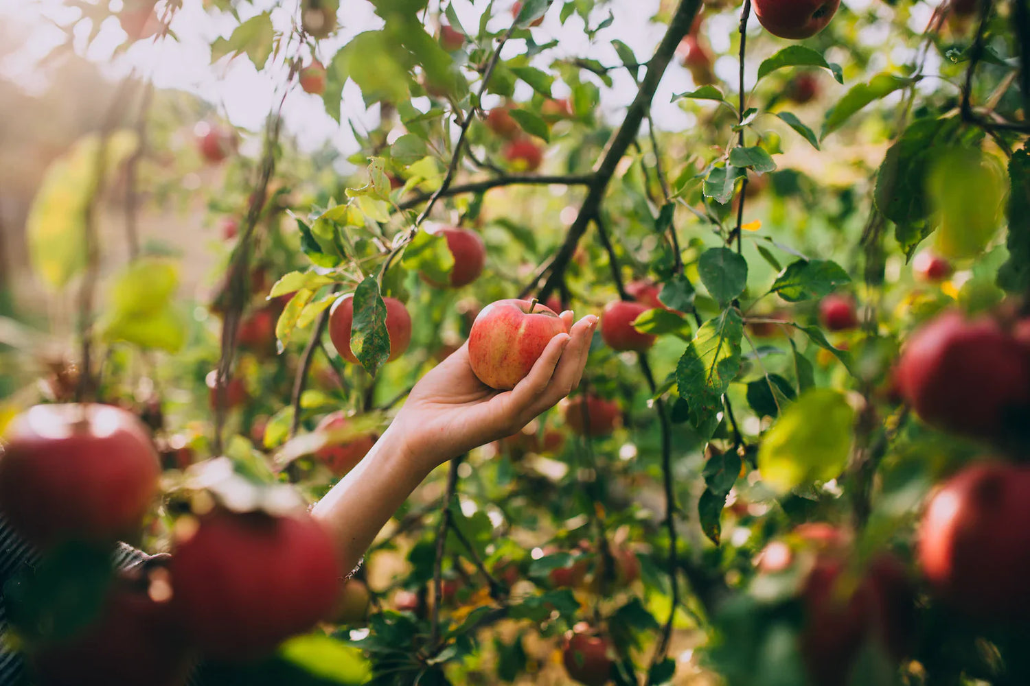 How to plant your first dwarf fruit tree