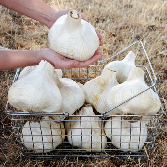 Giant Elephant Garlic Bulbs for Planting - High Yields, Non-GMO, Suitable for Home Gardening Vegetable