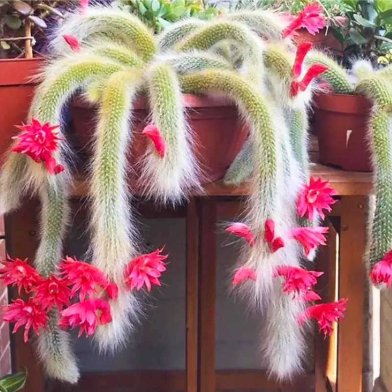 Trailing Monkey Tail Cactus Plant Live, 6 to 8 Inches Tall, Live Succulents Houseplant