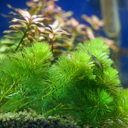 Hornwort Aquatic Plant for Aquarium - Live Freshwater Aquarium Plants for Fish Tank