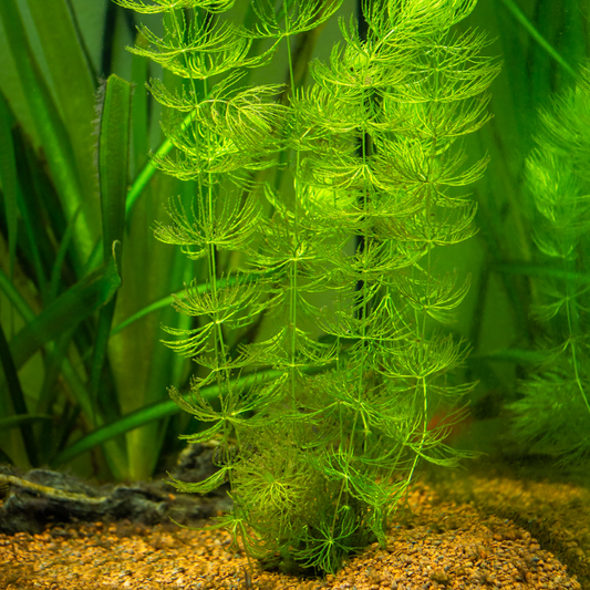 Hornwort Aquatic Plant for Aquarium - Live Freshwater Aquarium Plants for Fish Tank
