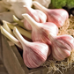 Chesnok Red Garlic Bulbs for Planting - High Yields, Non-GMO, Suitable for Home Gardening Vegetable