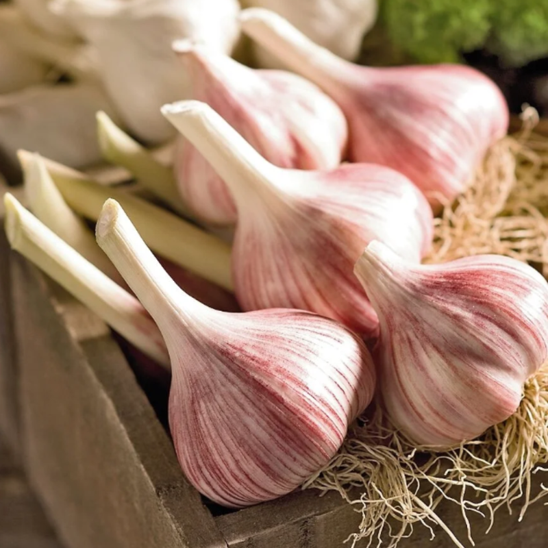 Chesnok Red Garlic Bulbs for Planting - High Yields, Non-GMO, Suitable for Home Gardening Vegetable