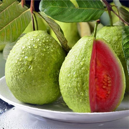 Pink Guava Tree Live Plant- 4 Inch Pot | Exotic Pink Guava Tree for Garden - Sweet, Tropical Fruit