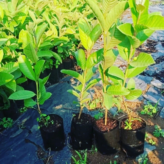Pink Guava Tree Live Plant- 4 Inch Pot | Exotic Pink Guava Tree for Garden - Sweet, Tropical Fruit