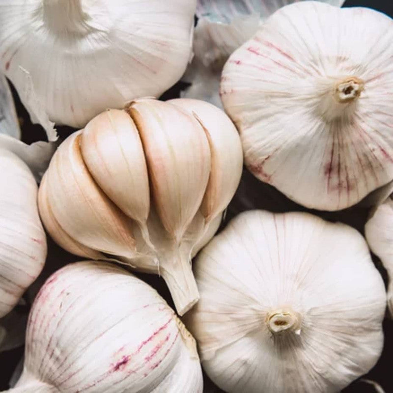 Early Italian Garlic Bulbs for Planting - High Yields, Non-GMO, Suitable for Home Gardening Vegetable