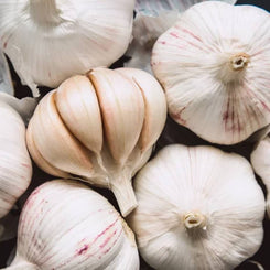 Early Italian Garlic Bulbs for Planting - High Yields, Non-GMO, Suitable for Home Gardening Vegetable