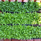 2 Culantro Plants Live for Planting, Recao Cilantro, 4 to 5 Inch Tall