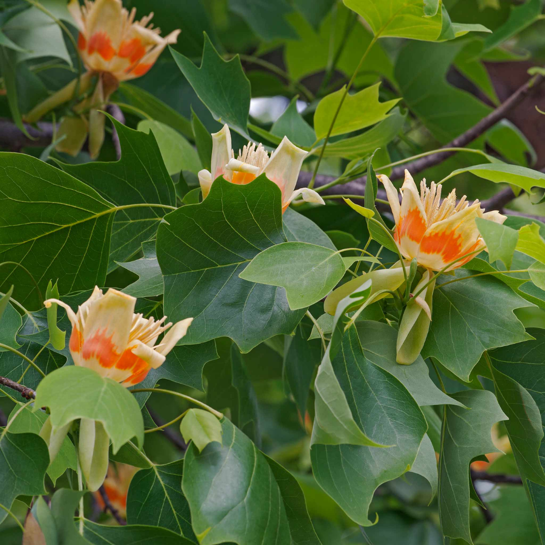 Tulip Poplar Tree Live Plant - Fast-Growing Shade Tree - Quart Pot