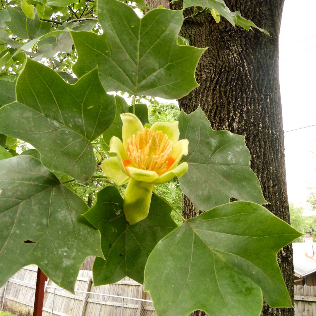 Tulip Poplar Tree Live Plant - Fast-Growing Shade Tree - Quart Pot