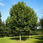 Tulip Poplar Tree Live Plant - Fast-Growing Shade Tree - Quart Pot
