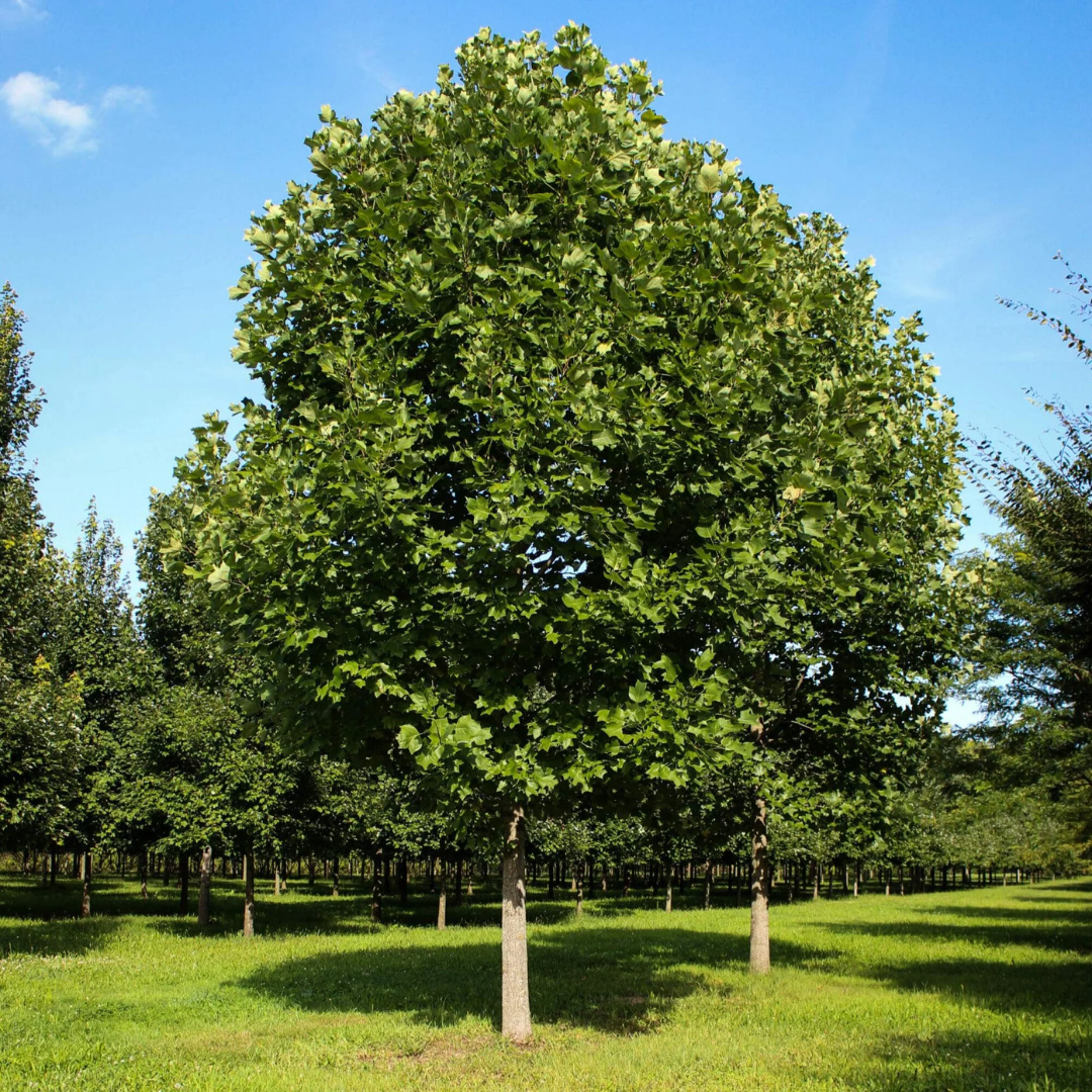 Tulip Poplar Tree Live Plant - Fast-Growing Shade Tree - Quart Pot
