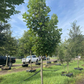 Tulip Poplar Tree Live Plant - Fast-Growing Shade Tree - Quart Pot