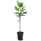 Tulip Poplar Tree Live Plant - Fast-Growing Shade Tree - Quart Pot