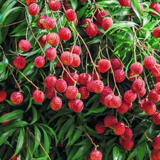 Lychee Tree Plant Live - 2-3 Ft Tall |  Tropical Fruit  Lychee Tree
