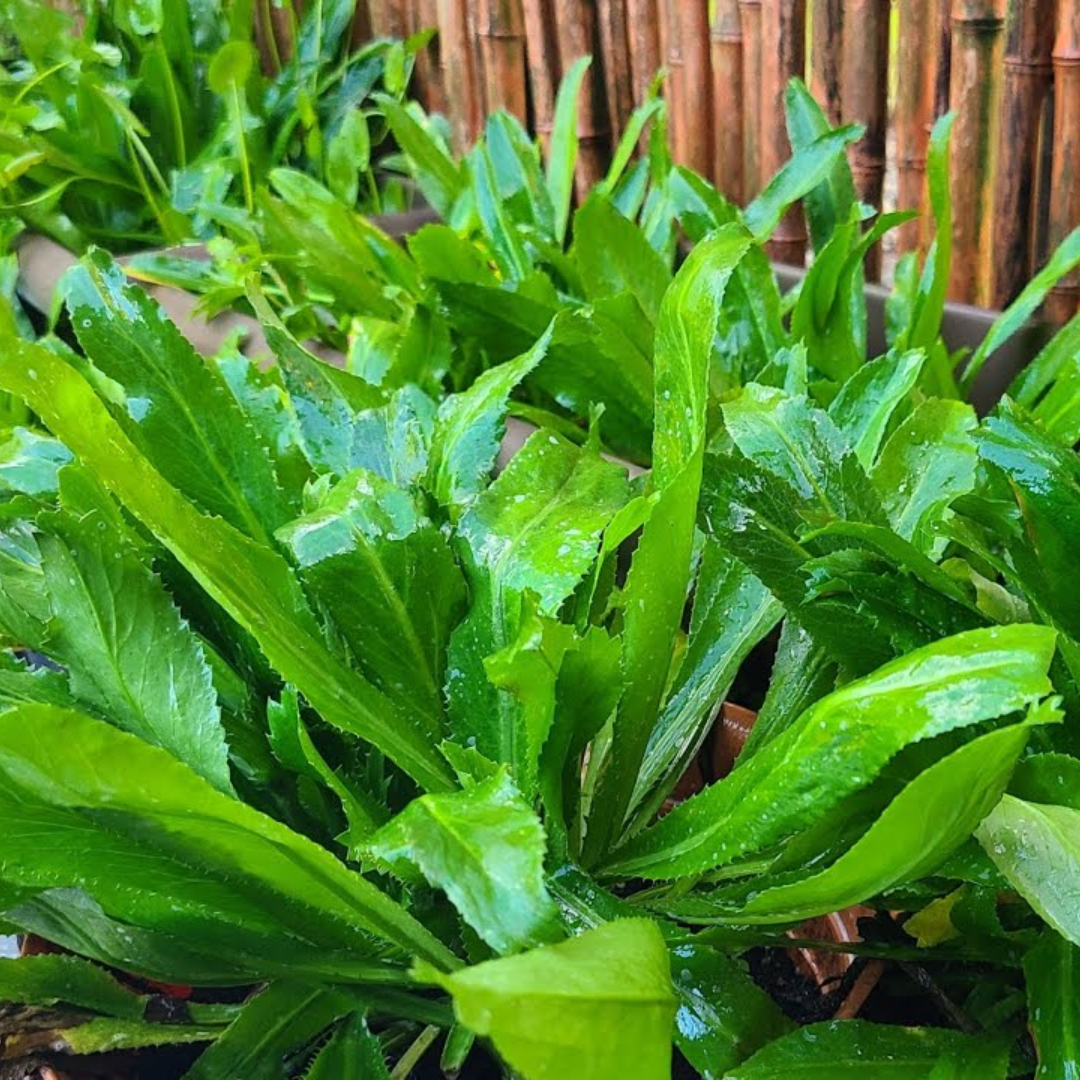 2 Culantro Plants Live for Planting, Recao Cilantro, 4 to 5 Inch Tall