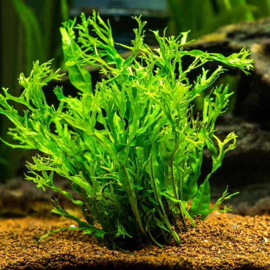 Live  Aquarium  Plant - Aquatic Java Fern Microsorum Pteropus Potted Plant - Perfect Freshwater Aquarium Decoration