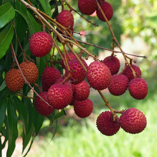 Lychee Tree Plant Live - 2-3 Ft Tall |  Tropical Fruit  Lychee Tree