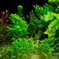6 Live Aquarium Plants - Aquatic Premium Assorted Green Plant Pack for Fish Tanks | Ideal for Freshwater Aquariums