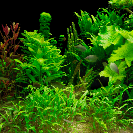 6 Live Aquarium Plants - Aquatic Premium Assorted Green Plant Pack for Fish Tanks | Ideal for Freshwater Aquariums