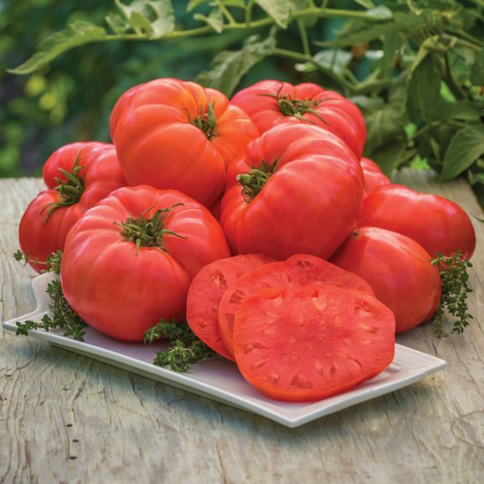 Set of 2 Beefsteak Tomato Plants - 6 to 10 Inc Tall, High Yield Variety