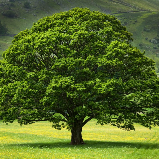 Oak Tree Live Plant for Planting, 6 to 12 Inch Tall, Well Rooted, Easy to Plant