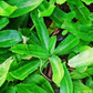 2 Culantro Plants Live for Planting, Recao Cilantro, 4 to 5 Inch Tall