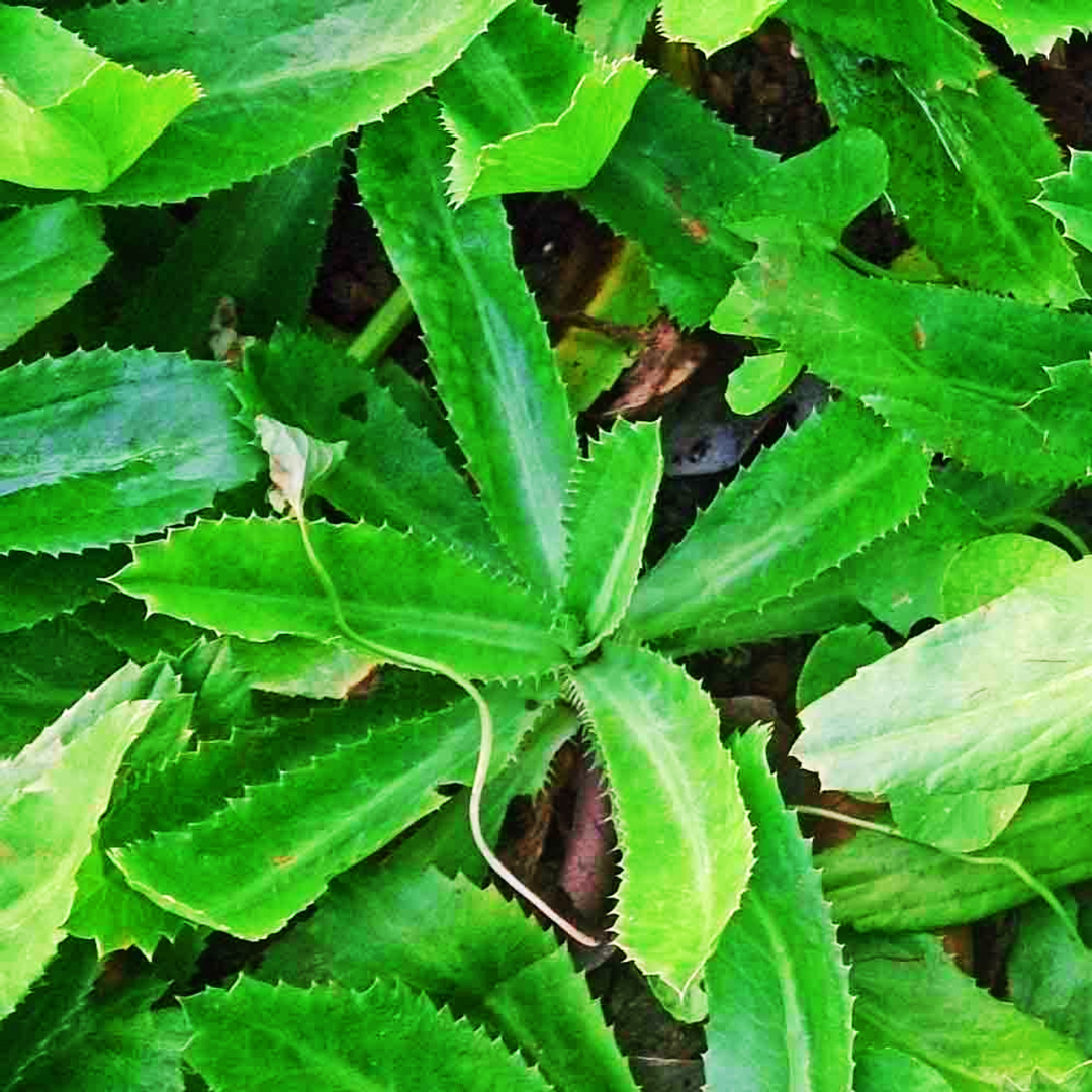 2 Culantro Plants Live for Planting, Recao Cilantro, 4 to 5 Inch Tall