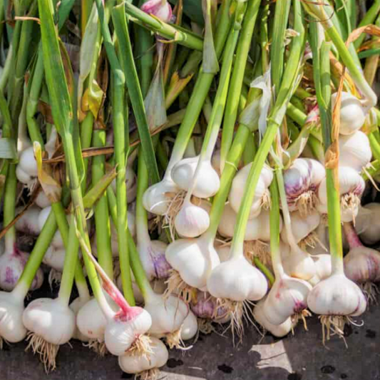 4 Music Garlic Bulbs for Planting - High Yields, Non-GMO, Suitable for Home Gardening Vegetable