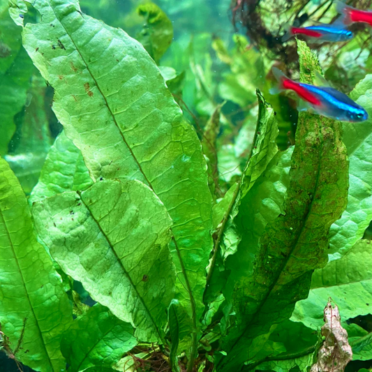 Live  Aquarium  Plant - Aquatic Java Fern Microsorum Pteropus Potted Plant - Perfect Freshwater Aquarium Decoration