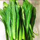 2 Culantro Plants Live for Planting, Recao Cilantro, 4 to 5 Inch Tall