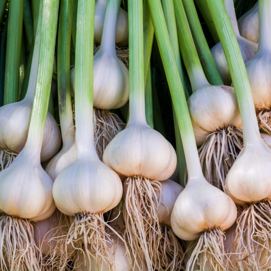 California Softneck Garlic Bulbs for Planting - High Yields, Non-GMO, Suitable for Home Gardening Vegetable