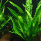 Live  Aquarium  Plant - Aquatic Java Fern Microsorum Pteropus Potted Plant - Perfect Freshwater Aquarium Decoration
