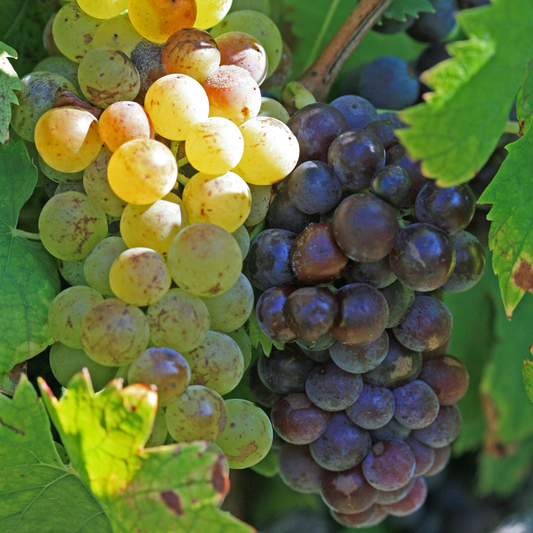 Moscato Grape Plant Live Bareroot | Moscato Grape Vine for Garden - Sweet Grapes Fruit Plant