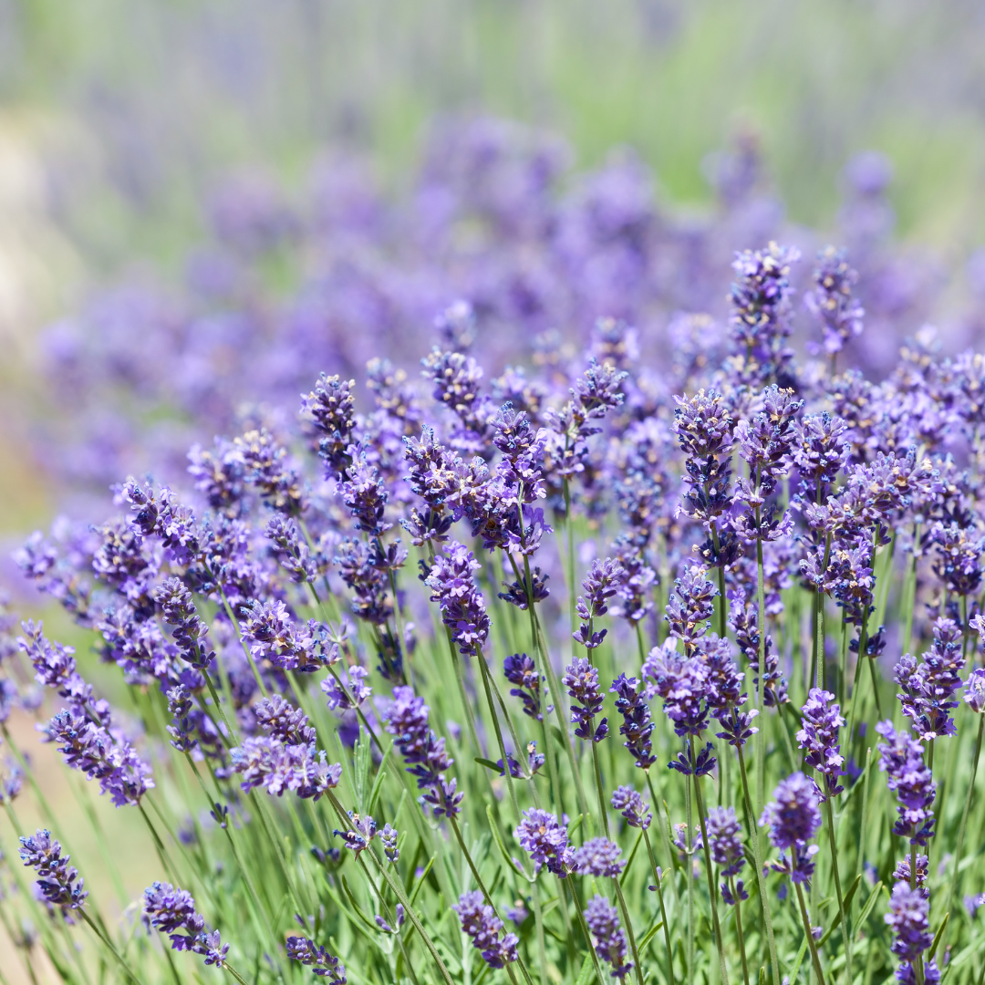 Live Provence Lavender Plant - 6 to 8 Inch Tall, Fragrant Flower for Garden & Pots | Drought-Tolerant Perennial