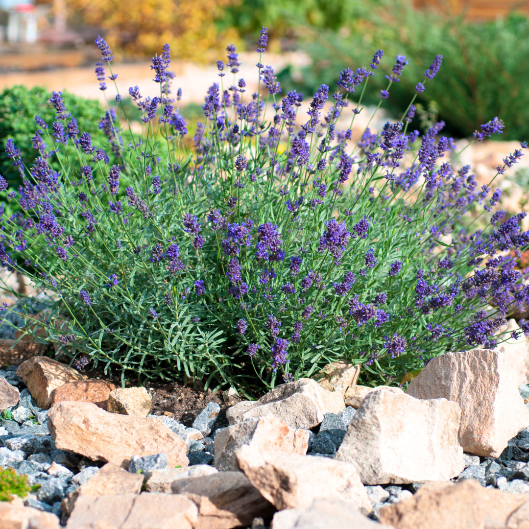 Live Provence Lavender Plant - 6 to 8 Inch Tall, Fragrant Flower for Garden & Pots | Drought-Tolerant Perennial