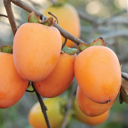 American Persimmon Tree Live Plant, 4” Container - Cold Hardy Live Fruit Tree