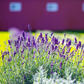 Live Provence Lavender Plant - 6 to 8 Inch Tall, Fragrant Flower for Garden & Pots | Drought-Tolerant Perennial