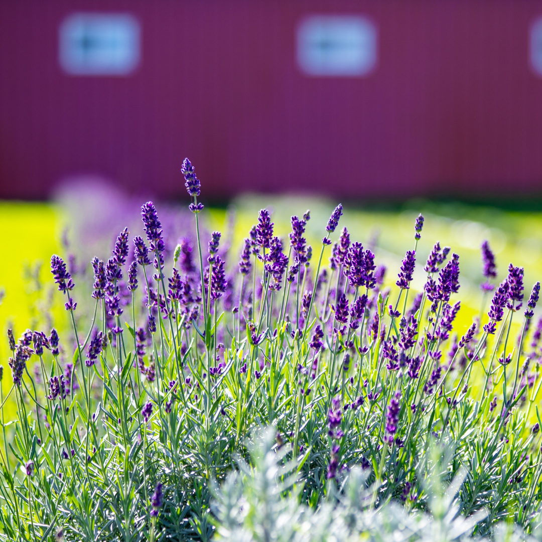 Live Provence Lavender Plant - 6 to 8 Inch Tall, Fragrant Flower for Garden & Pots | Drought-Tolerant Perennial
