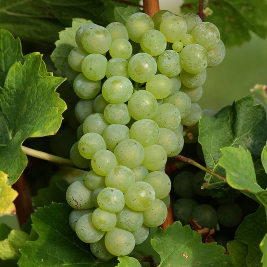 Moscato Grape Plant Live Bareroot | Moscato Grape Vine for Garden - Sweet Grapes Fruit Plant