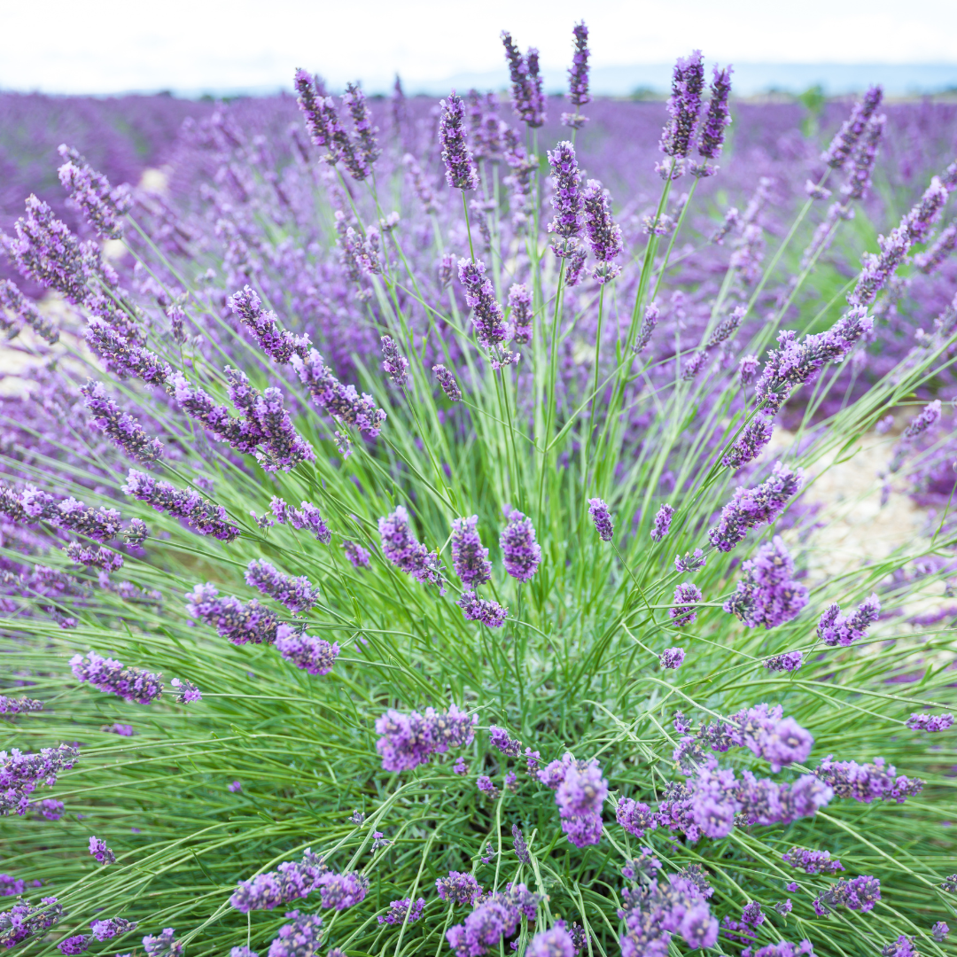 Live Provence Lavender Plant - 6 to 8 Inch Tall, Fragrant Flower for Garden & Pots | Drought-Tolerant Perennial