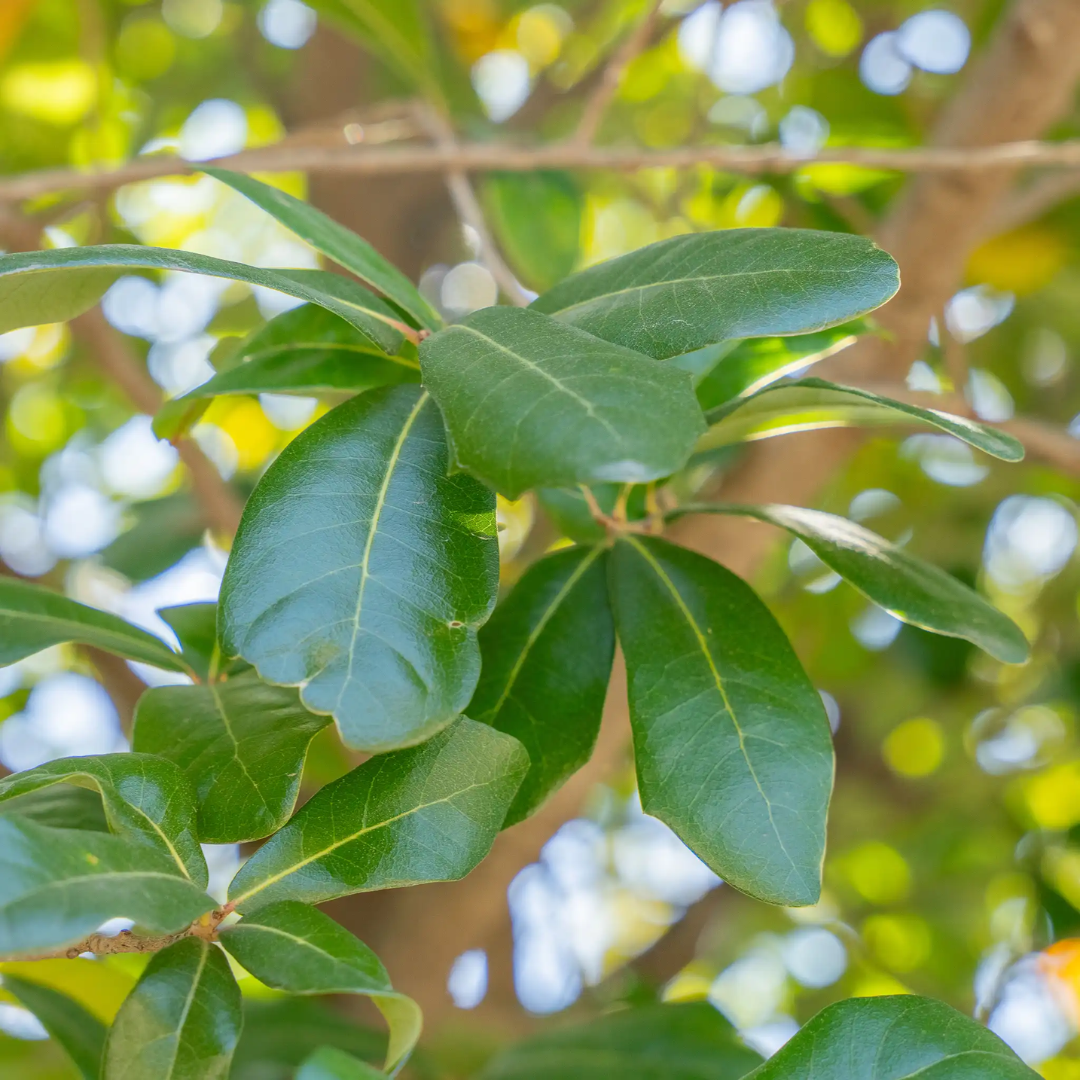 Oak Tree Live Plant for Planting, 6 to 12 Inch Tall, Well Rooted, Easy to Plant