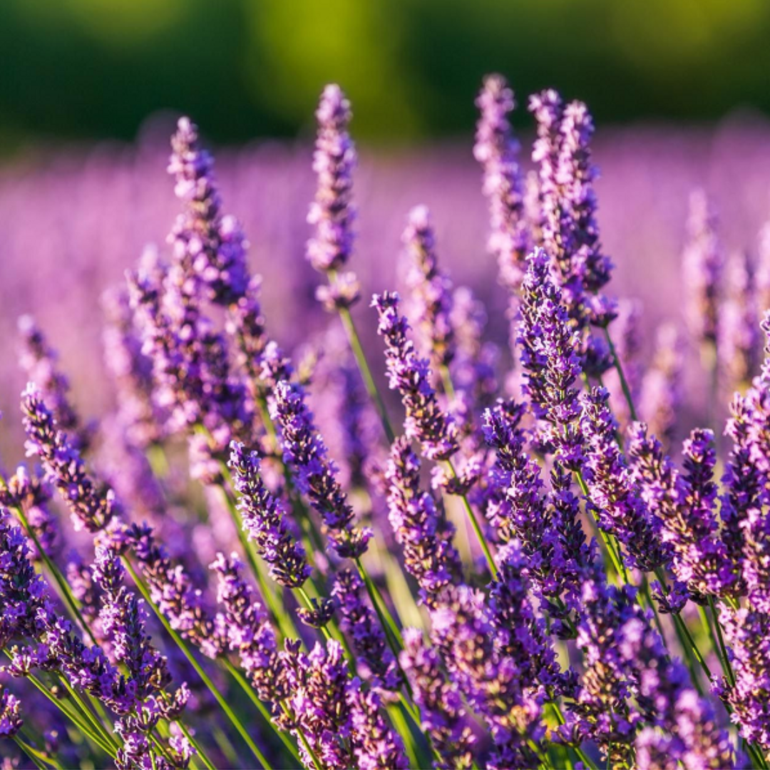 Live Provence Lavender Plant - 6 to 8 Inch Tall, Fragrant Flower for Garden & Pots | Drought-Tolerant Perennial