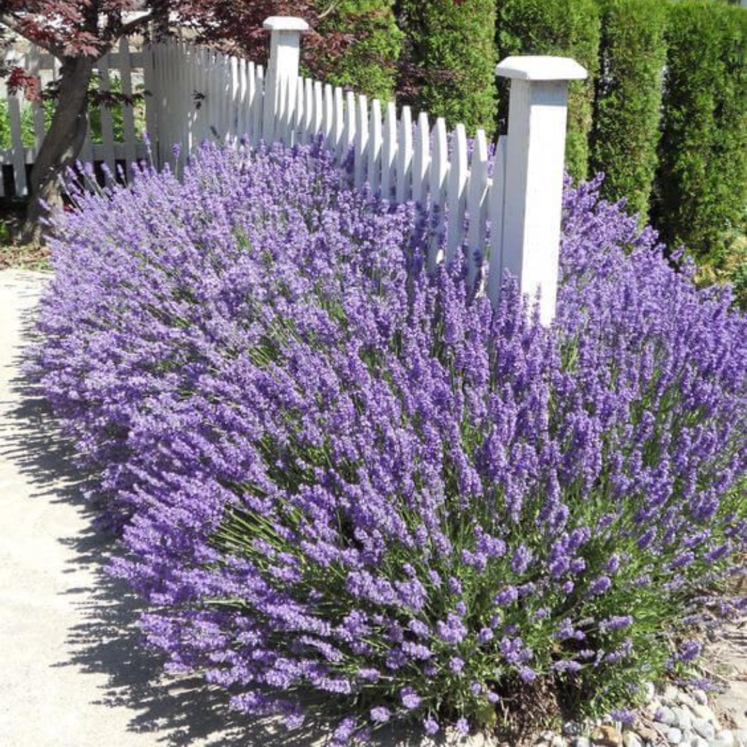 Live Provence Lavender Plant - 6 to 8 Inch Tall, Fragrant Flower for Garden & Pots | Drought-Tolerant Perennial