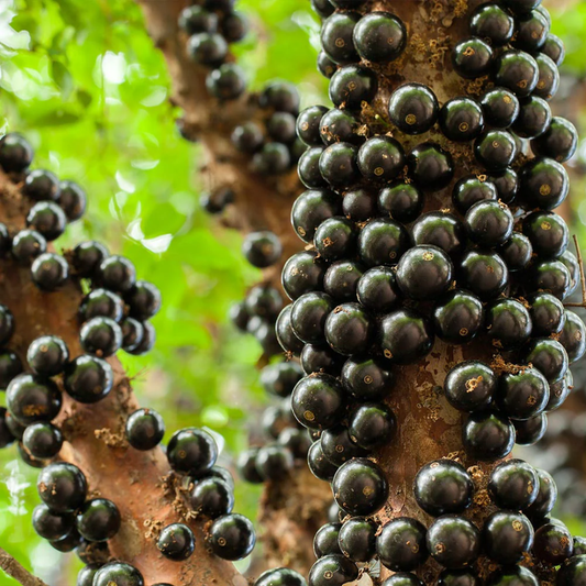 Jaboticaba Fruit Tree – 1-2 Ft Tall | Rare Jaboticaba Tree for Garden - Exotic Fruit Tree